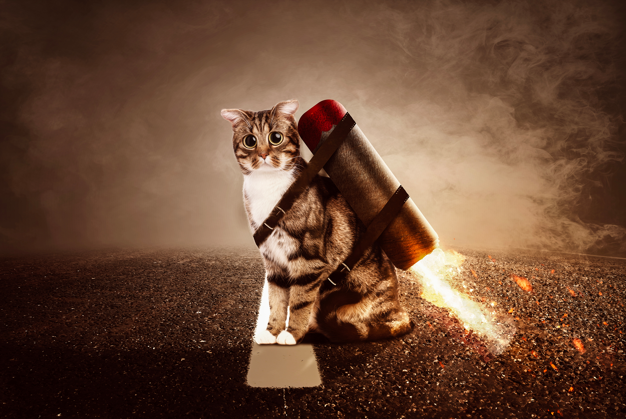 31 – Kater Felix